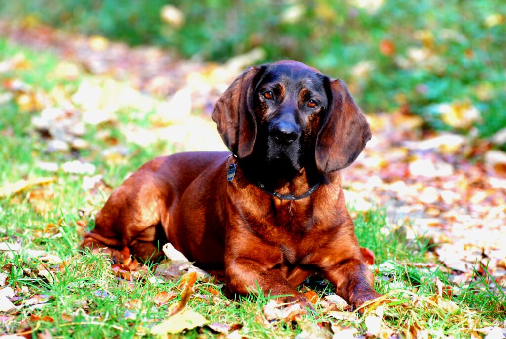 Hannoverscher Schweißhund Fynn